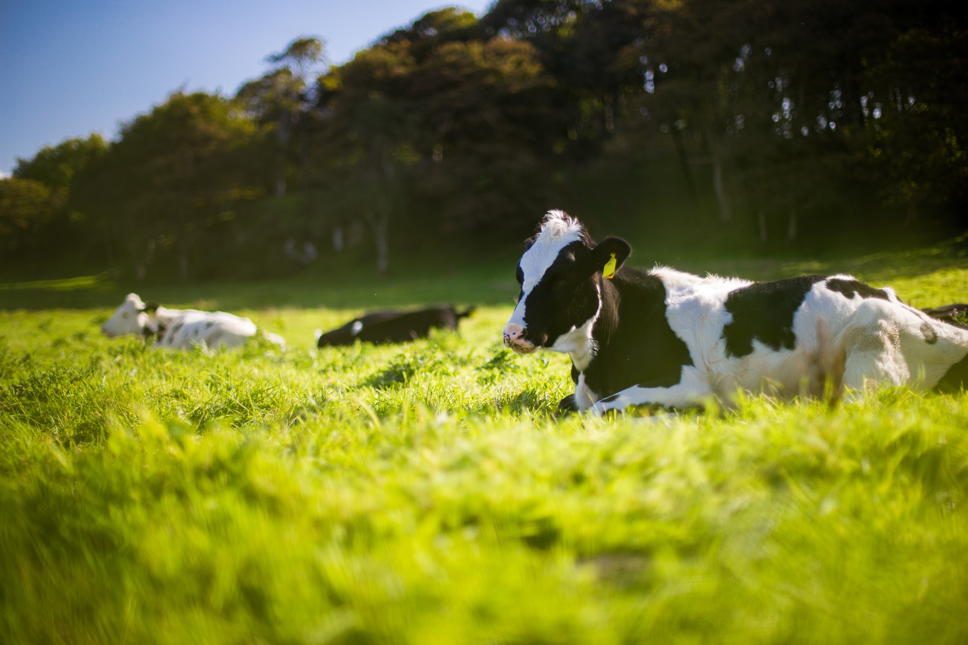 OSI Group Tackles Climate Change at the Global Roundtable for Sustainable Beef