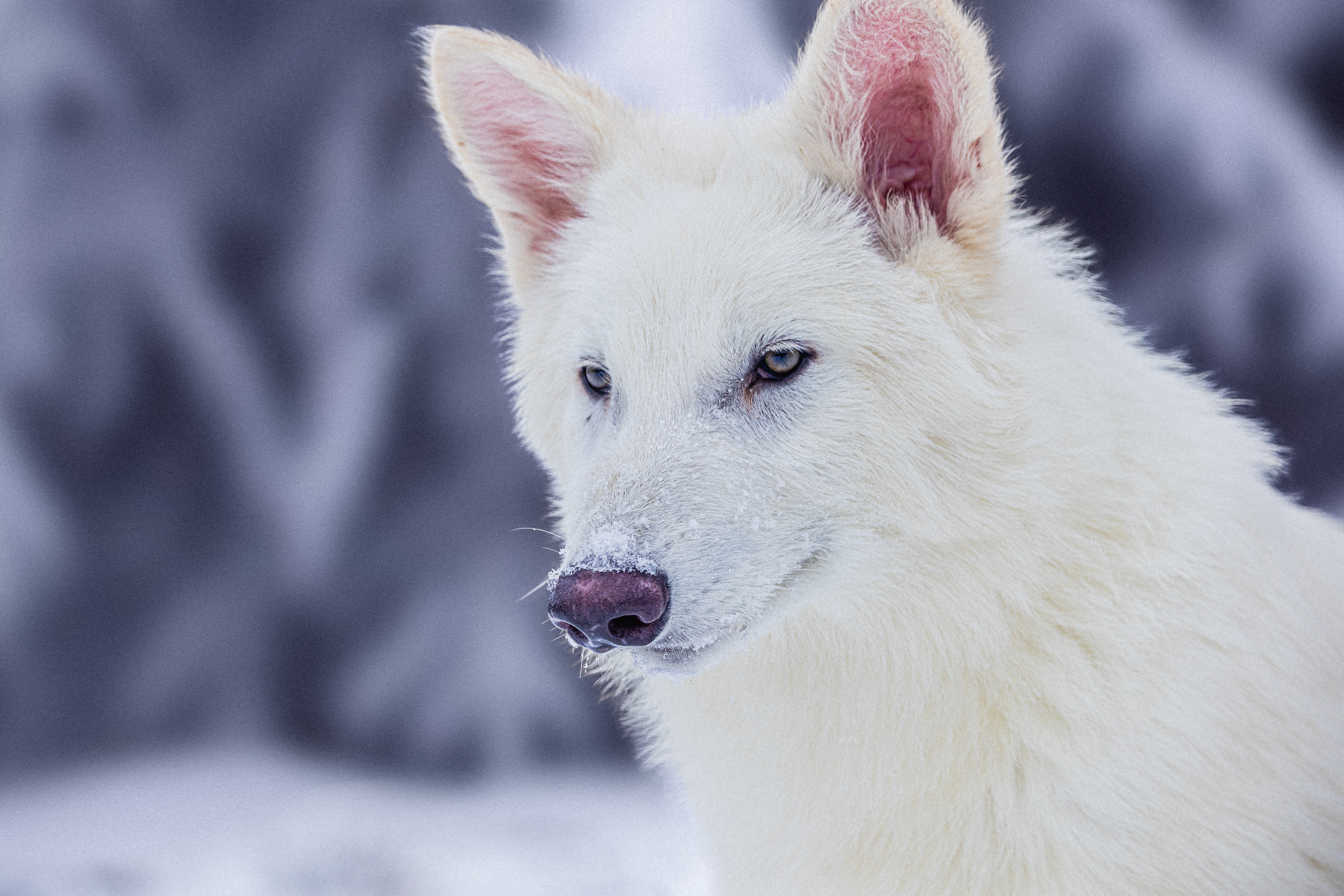 dire-wolf